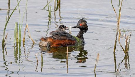 Batağanlar Yemeklerinin yanında Tüylerini de Yiyebilir