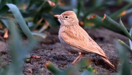 Tarihi Gün / İlk Kayıt ve Önemli Türler