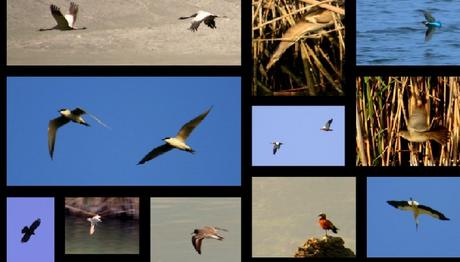 4.FETHİYE KUŞ GÖZLEM GÜNLERİNİN ARDINDAN 