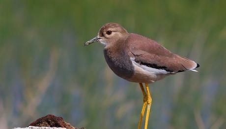 Göç Dönemi Bereketi