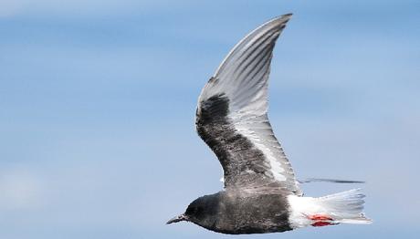 Ak kanatlı sumrular gelmiş!