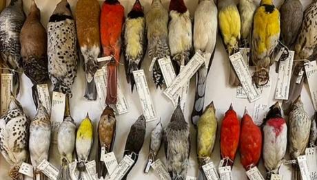 Milyonlarca Kuşun Hayatını Kurtarmak İçin Göç Sırasında Şehir Işıkları Azaltılmalı