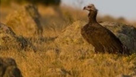 Kara Akbaba Zor Durumda