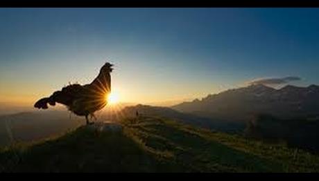 2021'in en iyi kuş fotoğrafları