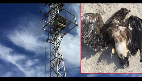 Bulgaristan'da verici takılan kartal, Konya'da ölü bulundu