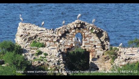 Sular Çekildi, Kurt İstilası Başladı!