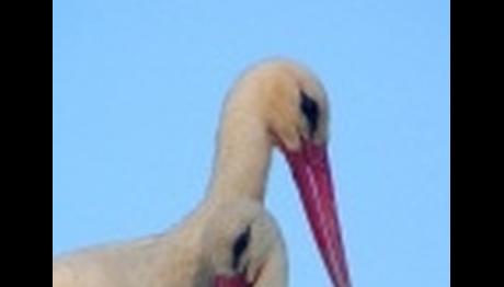 6.ESKİKARAAĞAÇ LEYLEK ŞENLİĞİ