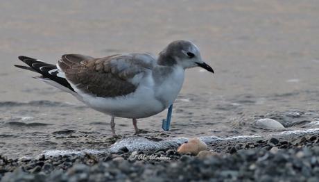 Ülkemiz İçin Yeni Tür