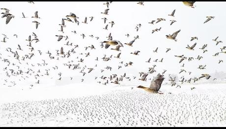 2021 yılının Doğa fotoğrafları belli oldu