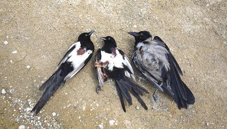 Zevk için vurulan kuşlar!