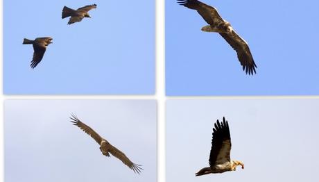 AKBABA GÖZLEM GEZİSİ VE BEYPAZARI DOĞA EVİ 