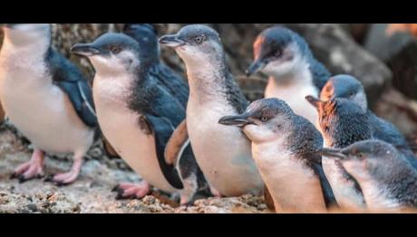 Okyanus sıcaklığına bağlı besin yetersizliğinden yüzlerce bebek penguen öldü