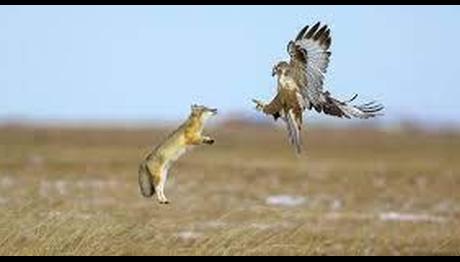 2022 Yılın Kuş Fotoğrafçısı Yarışması'nın finalistleri