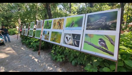 Sergi / Halk Bahçesinin Kuşları / Çanakkale