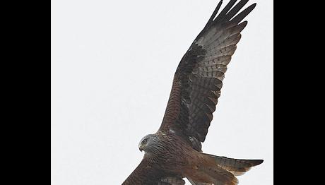 Örnek haber adı gelecek.