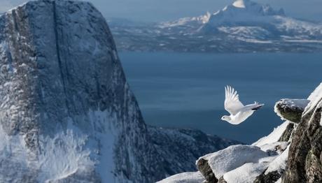 Yılın Kuş Fotoğrafçısı Yarışması / Sonuçlar