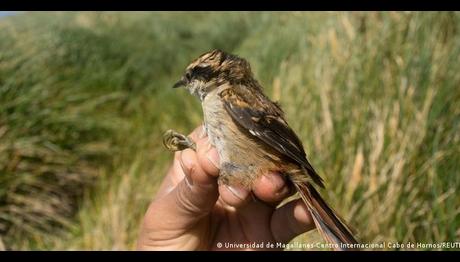Güney Amerika'da Yeni Bir Kuş Türü Daha