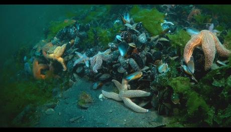 Marmara Denizi'nde Koruma Çalışmaları Sonuç Verdi; Biyoçeşitlilikte Artış Var    