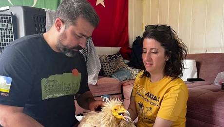 Akbaba Midas 1 yılda 32 bin kilometre uçtu, 9 ülke gezdi