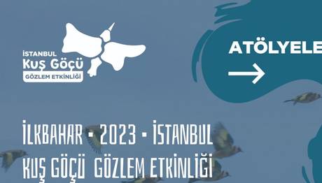 KUŞ GÖÇÜ 2023 İSTANBUL