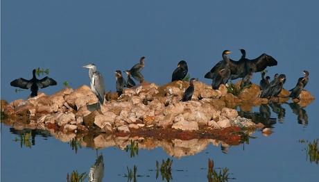KUŞLARI TATİLDE RAHATSIZ ETMEMEK.....