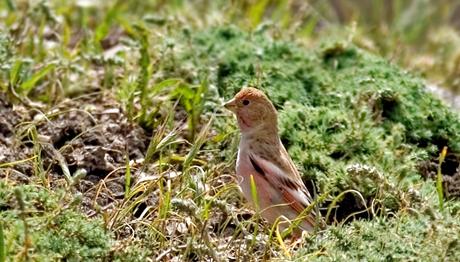 DOĞU ALAMECEK, KELAYNAK, TELLİ TURNA…