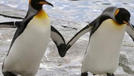 Penguenimiz yok ama....