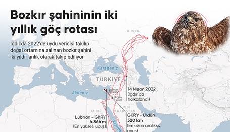 Bozkır Şahini İki Yıllık Göç Rotasında Üç Kıtada 48 bin km Kanat Çırptı