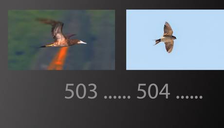504