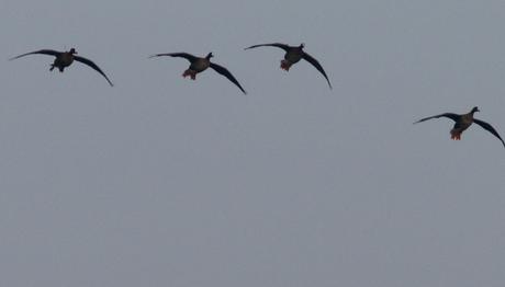 Örnek haber adı gelecek.