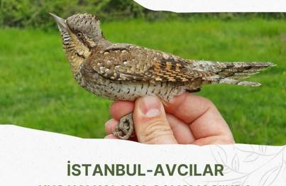İstanbul-Avcılar Halkalama çalışması başlıyor!