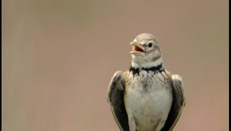 Seyfe Gölü Kuş Cenneti'nin durumu kötüye gidiyor