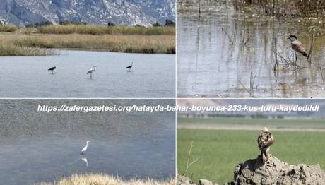 Hatay'da Bahar Boyunca 233 Kuş Türü Kaydedildi