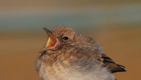 Örnek haber adı gelecek.