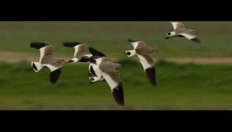 SÜRMELİ KIZLAR GELİYOR!