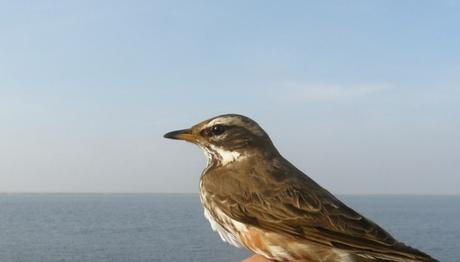 Örnek haber adı gelecek.