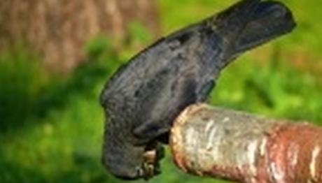 Hayvan Aklı ya da Kuş Beyinli...