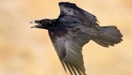 Örnek haber adı gelecek.