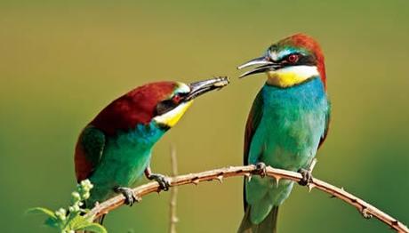 Üyelerimizin Fotoğrafları National Geographic Türkiye'de