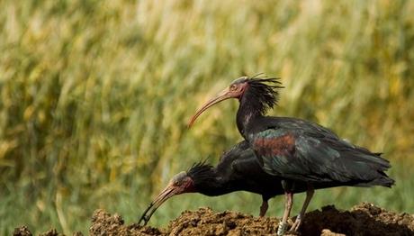 National Geographic ve kuş fotoğrafları...