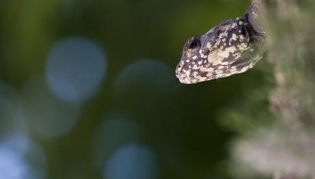 Örnek haber adı gelecek.