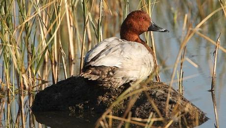 Örnek haber adı gelecek.