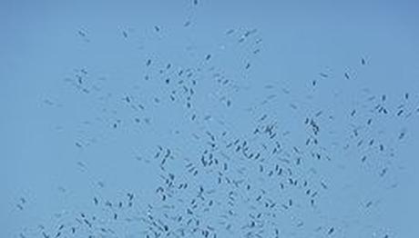 İstanbul semalarında kuş göçü gözlemi ve önemi üzerine...