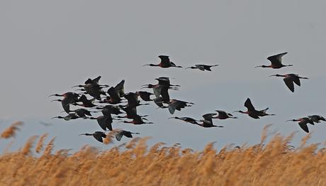 Örnek haber adı gelecek.