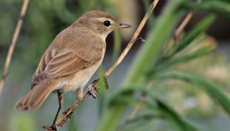 Dörtçeker den Yeni Tür