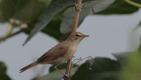Örnek haber adı gelecek.