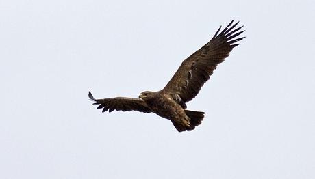 GÖÇ HIZLA DEVAM EDİYOR...