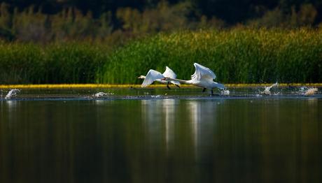 GALA’DA KUŞ SEVDALILARI