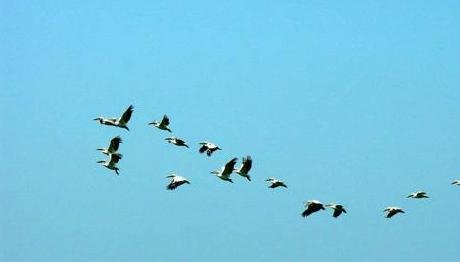 Virüsler,virüsler,virüsler...