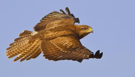 TRAKUŞ Üyelerinin Başarısı